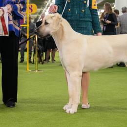 Anatolian Shepherd Dogs and Vizslas from Royal Kennels