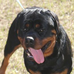 Enoch                           - Rottweiler