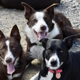 Border Collies from M&D Border Collies