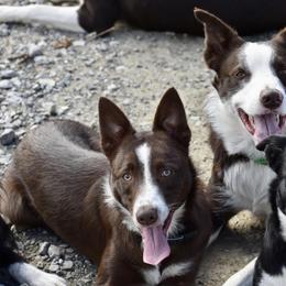 Border Collies from M&D Border Collies