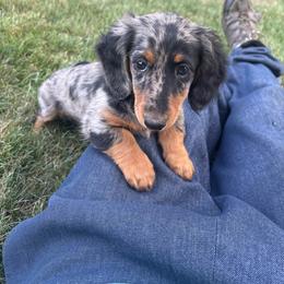 Dani - Dapple female Dachshund puppy in Fredericksburg, Ohio from William's Dachshunds