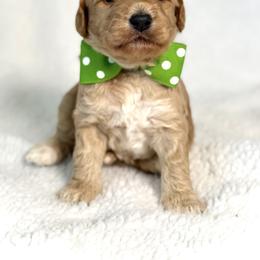 Mr. Green - Apricot male Australian Labradoodle puppy in Wake Forest, North Carolina from Lucky Country Labradoodles