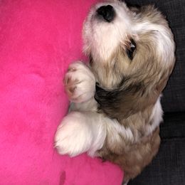 Aussiedoodle and Australian Shepherd Puppies from Sunrise Mountain Aussies