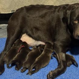 Chocolate boy third pick - Chocolate male Labrador Retriever puppy in Williston, Florida from Royal K Labradors