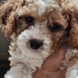 Cavapoo Puppies from Cool Cavapoos