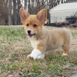 Randy - male Pembroke Welsh Corgi puppy in Sparta, Tennessee from Poso Creek Corgis