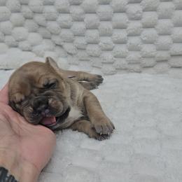 Purple collar - Gray and fawn female Cane Corso puppy in Fritch, Texas from Carrie Brown's Cane Corsos