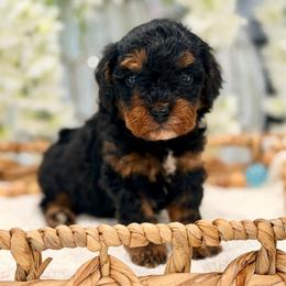 Cookie - Tri-color female Cavapoo puppy in Apple Valley, California from Fletcher Fuzzy Friends