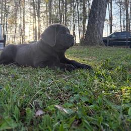 Cane Corso Puppies from Venom Cane Corsos