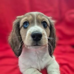 Angus AKC Clear Cream - Cream male Dachshund puppy in Los Angeles, California from Sterling Dachshunds