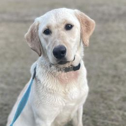 Golden Retrievers and Labrador Retrievers from Beards Creek Kennels