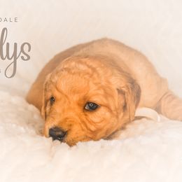 "Gladys from Goldie and Walter" Golden Retriever Puppies from Willowdale Puppies