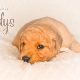 "Gladys from Goldie and Walter" Golden Retriever Puppies from Willowdale Puppies