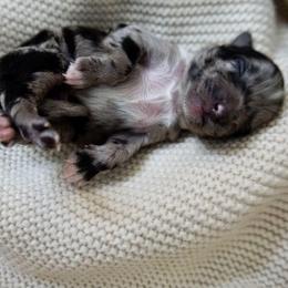 Gustav (Klimt) - Blue merle male Aussiedoodle puppy in Davie, Florida from Miami Mini Doodles