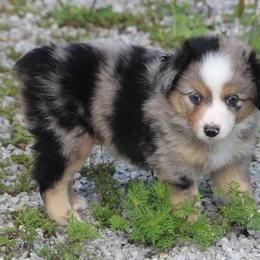 Tup - Blue merle male Miniature American Shepherd puppy in Hillsdale, Michigan from Faithwalk Aussies and Mini American Shepherds