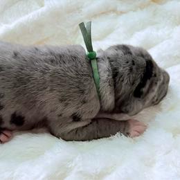 Green collar - Merle male Great Dane puppy in La Vernia, Texas from Thistlewood Danes