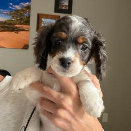 Boy 2 - Brown white and tan male Cockapoo puppy in Joplin, Missouri from Double J Cockapoos