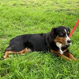 Clove - Miniature Australian Shepherd