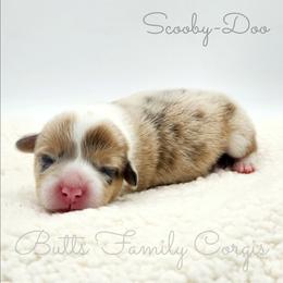 Scooby-Doo - Sable merle and white male American Corgi puppy in Cameron, North Carolina from Butts Family Corgis