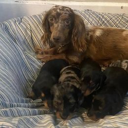 Dachshunds from Fief Family Mini Doxies