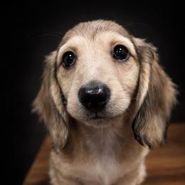 AKC Lucas - Dapple male Dachshund puppy in White Cloud, Michigan from West Michigan Dachshund