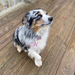 Roxy - Australian Shepherd