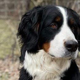 Bernese Mountain Dogs and Labrador Retrievers from Bennington Retrievers