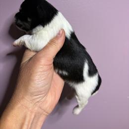Spice - Black and tan parti male Pomeranian puppy in Franklin, North Carolina from A&J Cutie Pawtooties