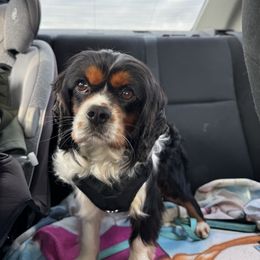 Winston - Cavalier King Charles Spaniel