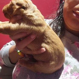 Poppy - Golden female Golden Retriever puppy in Milwaukee, Wisconsin from Pedigree Golden Retrievers