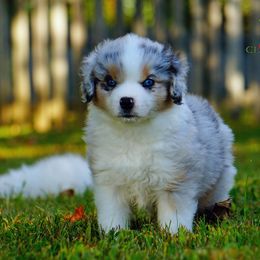 Basset Fauve de Bretagne and Miniature American Shepherd Puppies from 4 Clovers Kennel