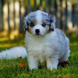 Basset Fauve de Bretagne and Miniature American Shepherd Puppies from 4 Clovers Kennel