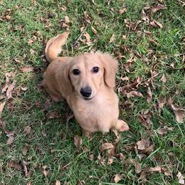 Posie - Dachshund