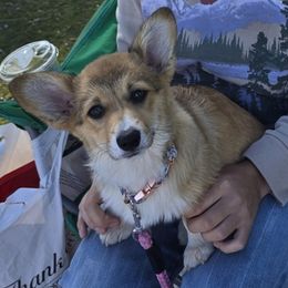 Pembroke Welsh Corgi Puppies from Triple M Ranch Corgi's