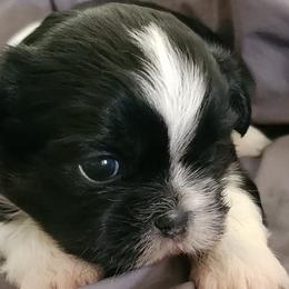 Boy 1 - Black and white male Shih Tzu puppy in Alturas, California from Duarte's Shihtzu Puppies