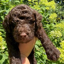 Huckleberry (Huck) - Chocolate male Labradoodle puppy in Stamford, Connecticut from Doodles of CT
