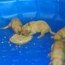 Golden Retriever Puppies from Gingersnap Golden Retrievers