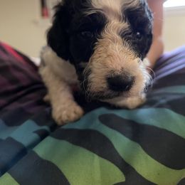Boy 1 - Poodle puppy in Choctaw, Oklahoma from Crystal's Poodle Friends