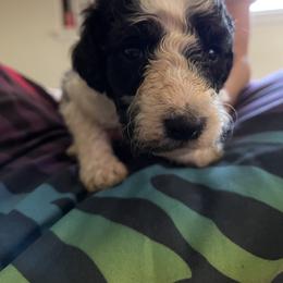 Boy 1 - Poodle puppy in Choctaw, Oklahoma from Crystal's Poodle Friends