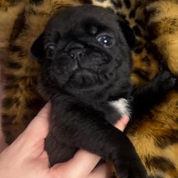 White collar - Black male Pug puppy in Deer Park, Texas from Butler Pugs and Frenchies