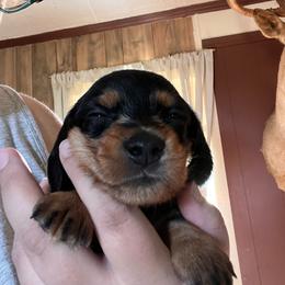 Black and Tan Boy - Black and tan male Dachshund puppy in Moundville, Missouri from Edgewood Acres Miniature Longhair Dachshunds