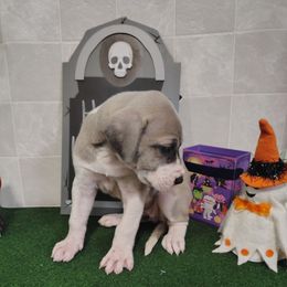Rosetta - Mantle female Great Dane puppy in Marshall, Michigan from Dream K9