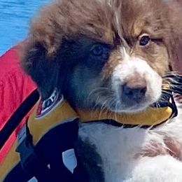 Australian Shepherd Puppies from Double BarH