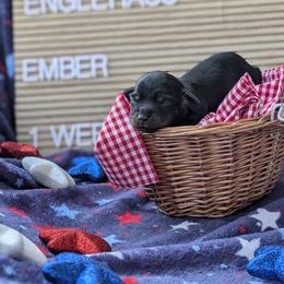 Ember (Glory) - Black and tan female Dachshund puppy in Indianapolis, Indiana from Englehaus Dachshunds