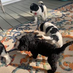 Goldendoodle Puppies from Crystal Coast Cuddles