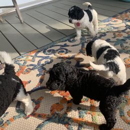 Goldendoodle Puppies from Crystal Coast Cuddles