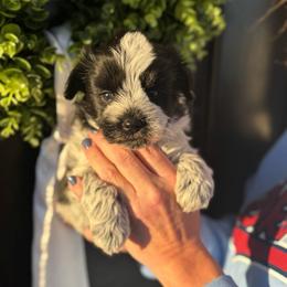 Orange girl - Parti female Miniature Schnauzer puppy in Oneonta, Alabama from Murphree Valley Kennels