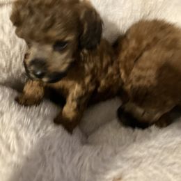 Goldendoodle and Poodle Puppies from South Sound Doodles