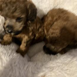 Goldendoodle and Poodle Puppies from South Sound Doodles