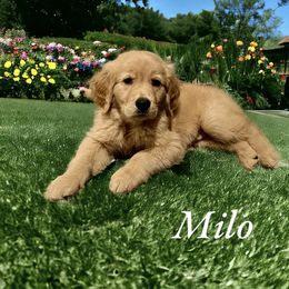 Golden Retriever Puppies from Sydney’s Goldens